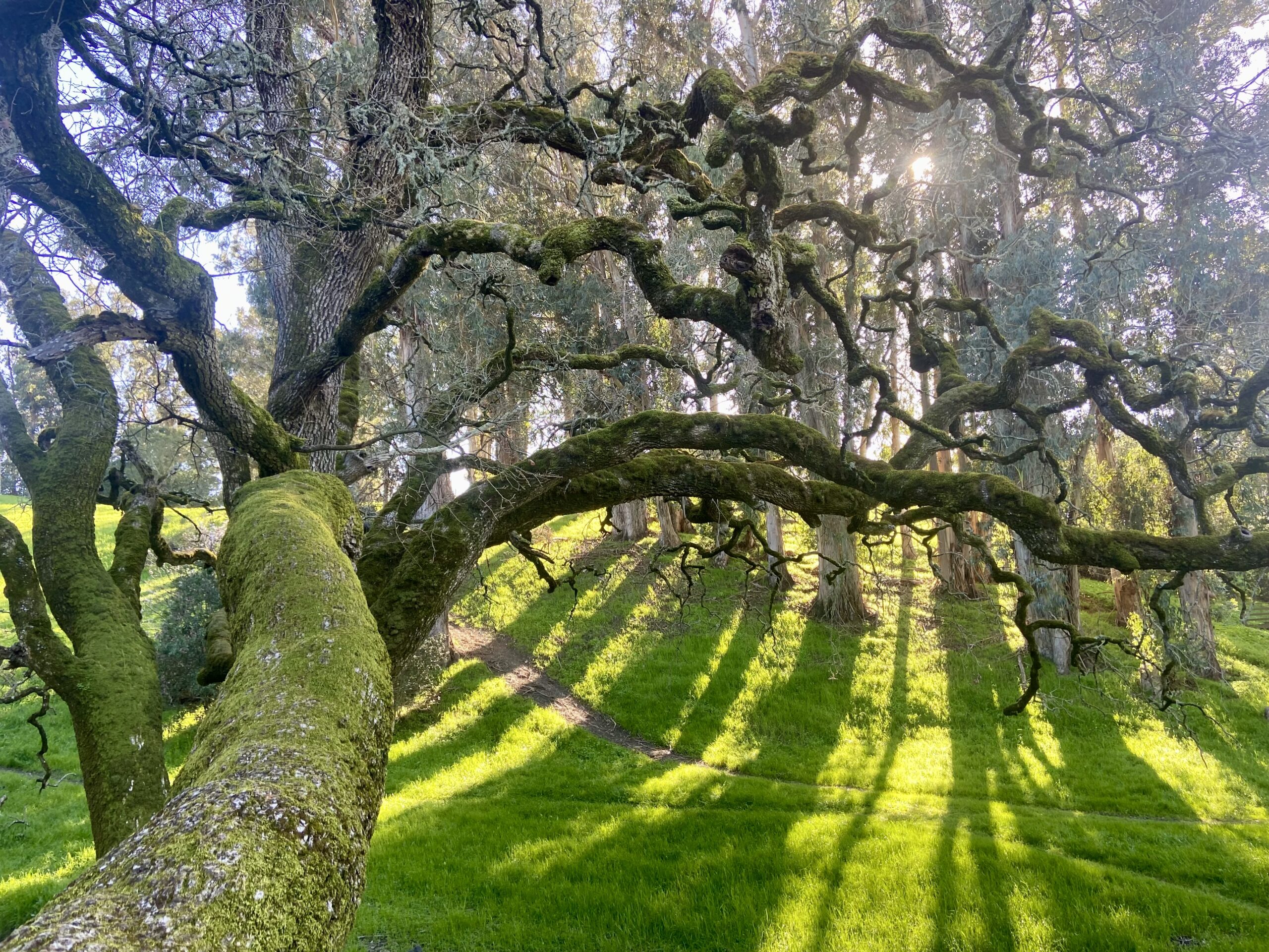 Oaks and eucalyptus